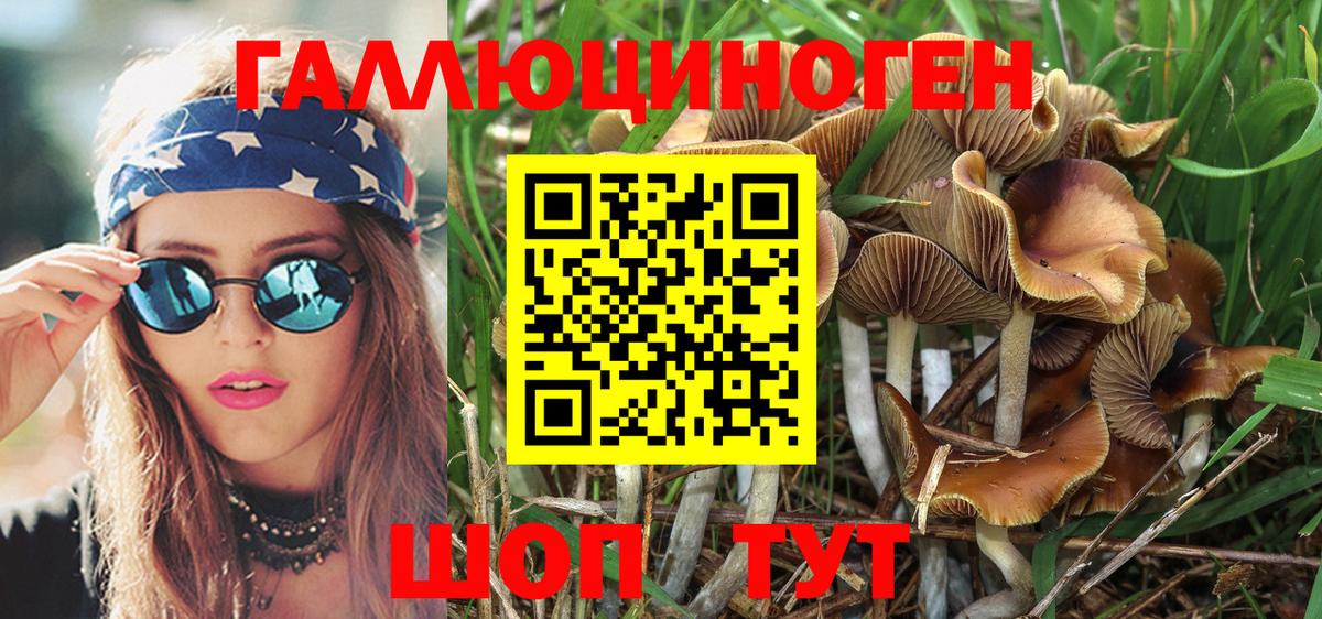 Псилоцибиновые грибы Psilocybine cubensis  Вход с VPN  Чайковский 